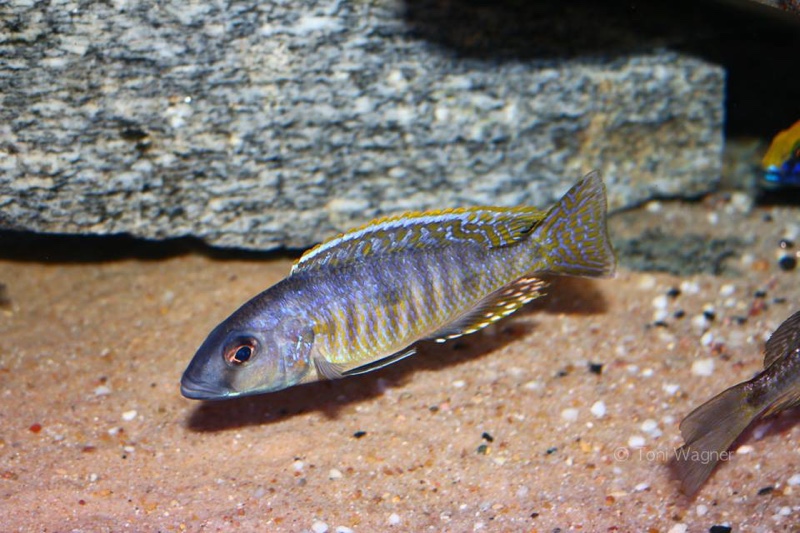 Stigmatochromis sp. 'pleurospilus mdoka' Mdoka